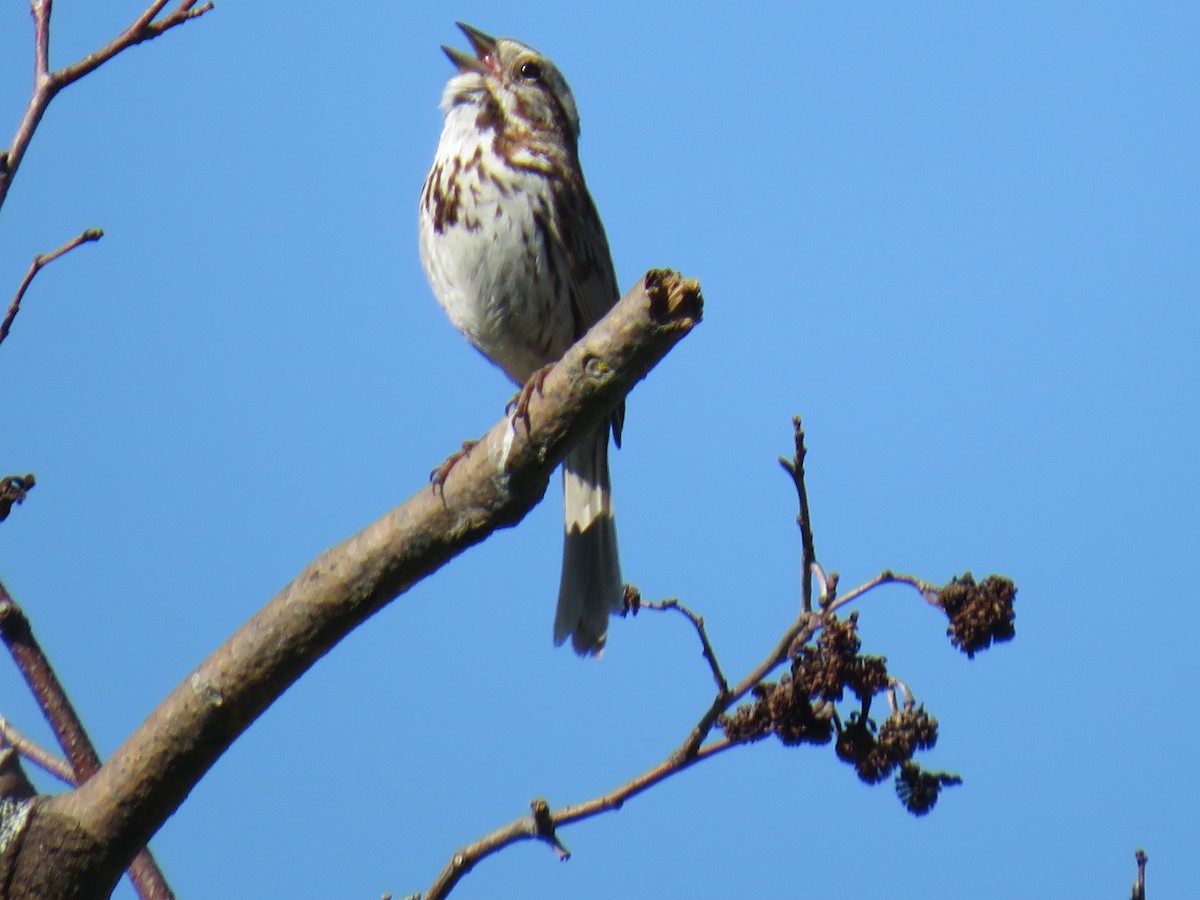 Song Sparrow - ML171083461