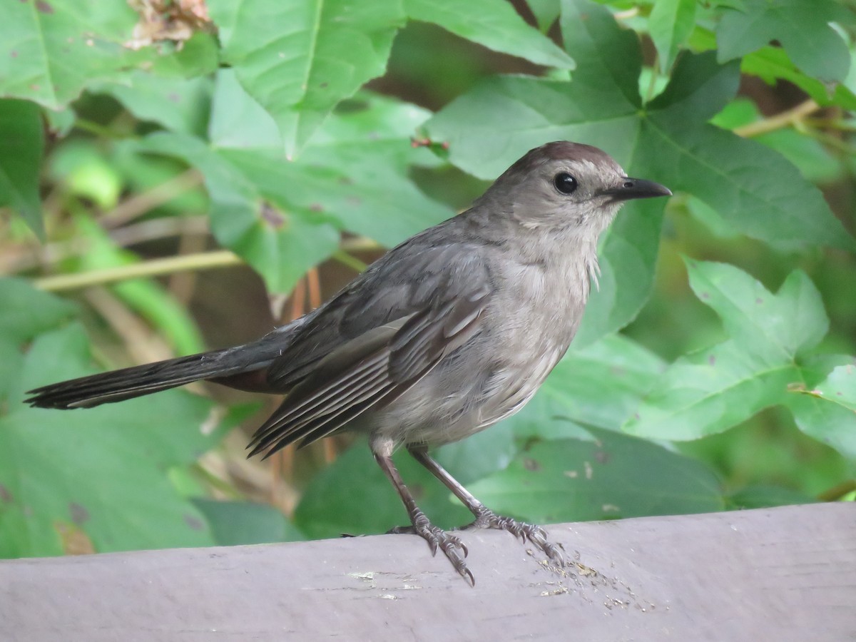 Gray Catbird - ML171083861