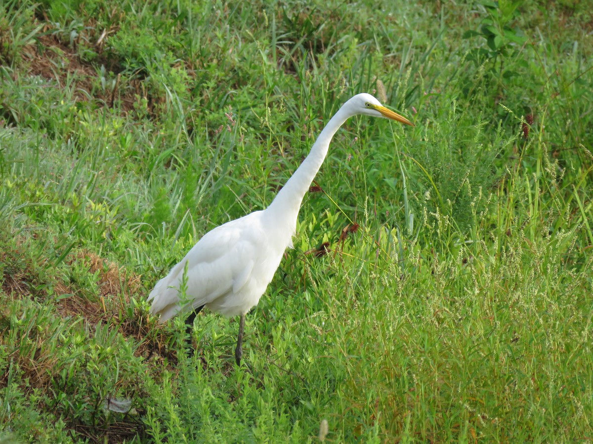 Great Egret - ML171084021