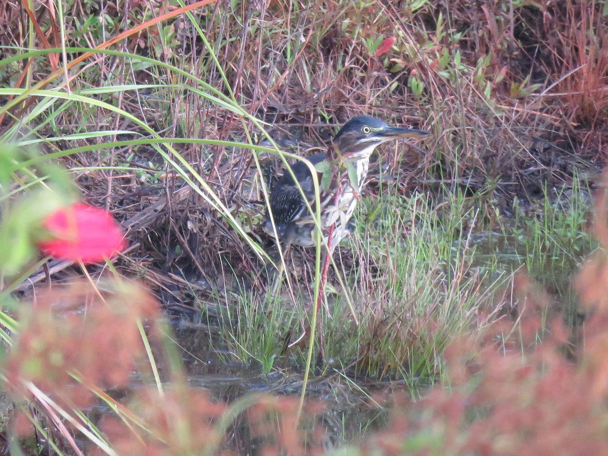 Green Heron - ML171084051