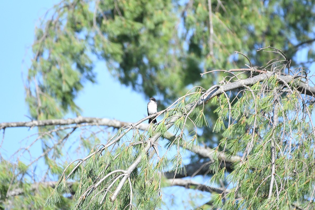 Eastern Kingbird - ML171085241