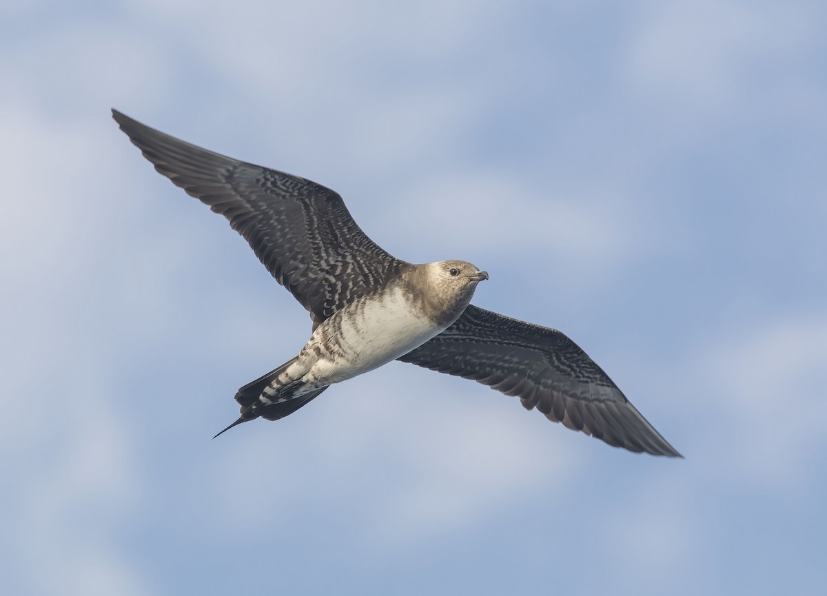 Long-tailed Jaeger - Ronnie d'Entremont