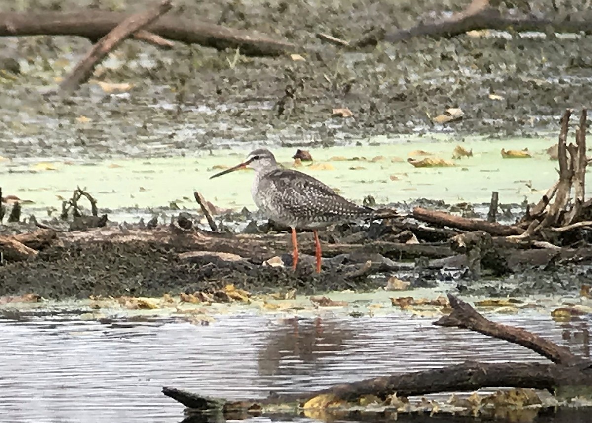Spotted Redshank - ML171086131