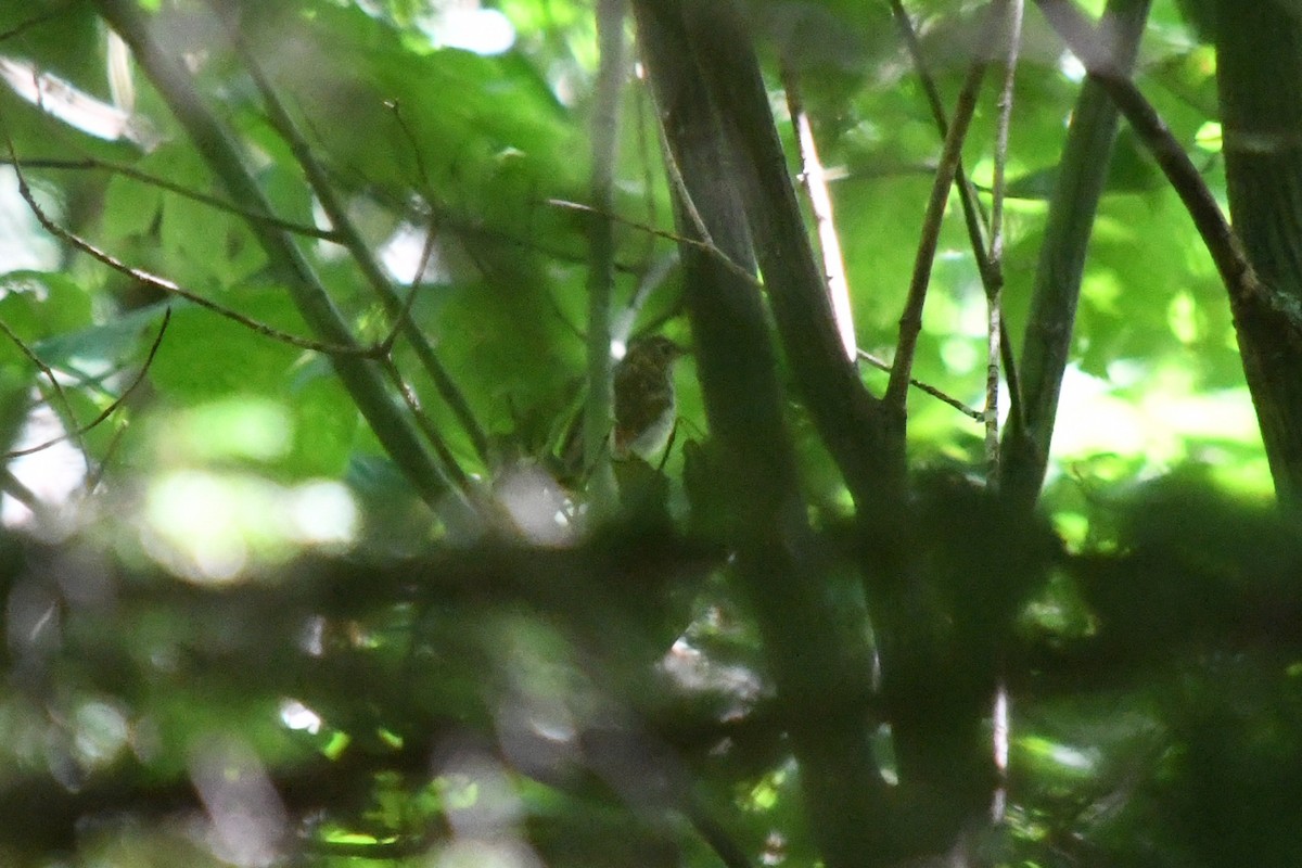 Bicknell's Thrush - ML171086201