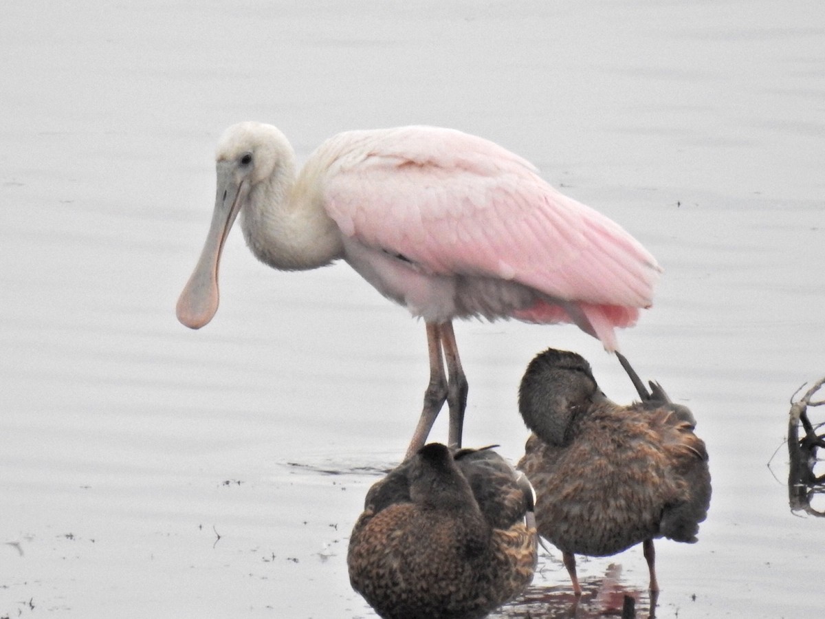 Roseate Spoonbill - ML171087661