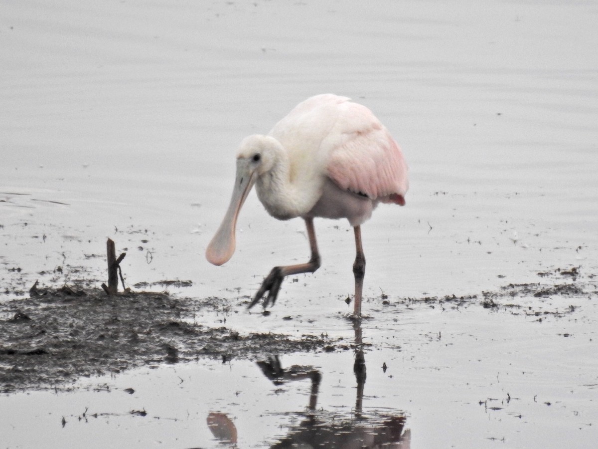 Roseate Spoonbill - ML171087701