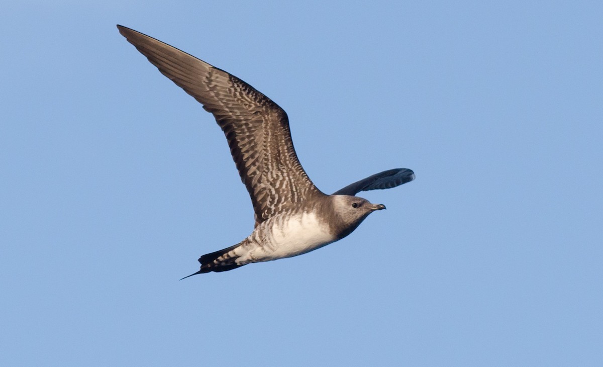 Long-tailed Jaeger - Alix d'Entremont