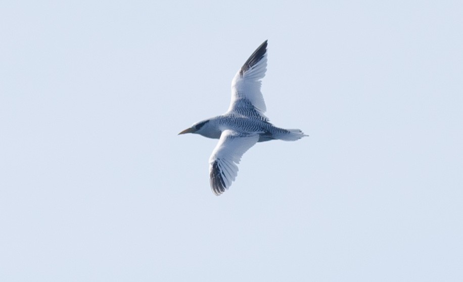 Red-billed Tropicbird - ML171090211