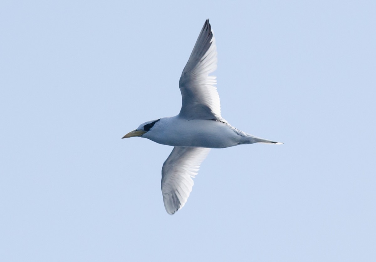 Red-billed Tropicbird - ML171090241