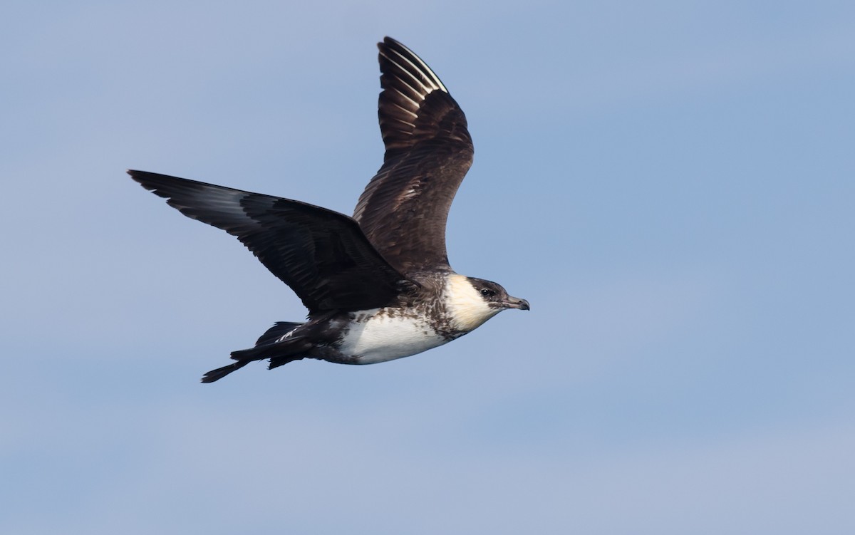 Pomarine Jaeger - Alix d'Entremont