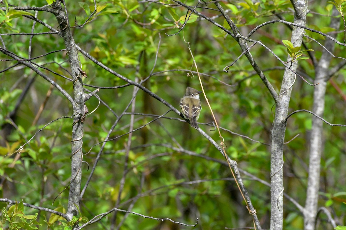 Alder Flycatcher - ML171091451