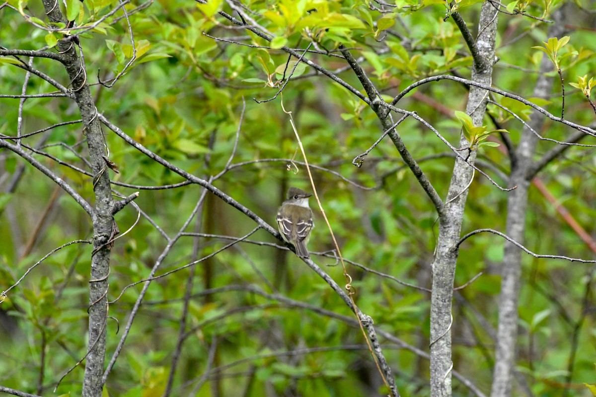 Alder Flycatcher - ML171091461