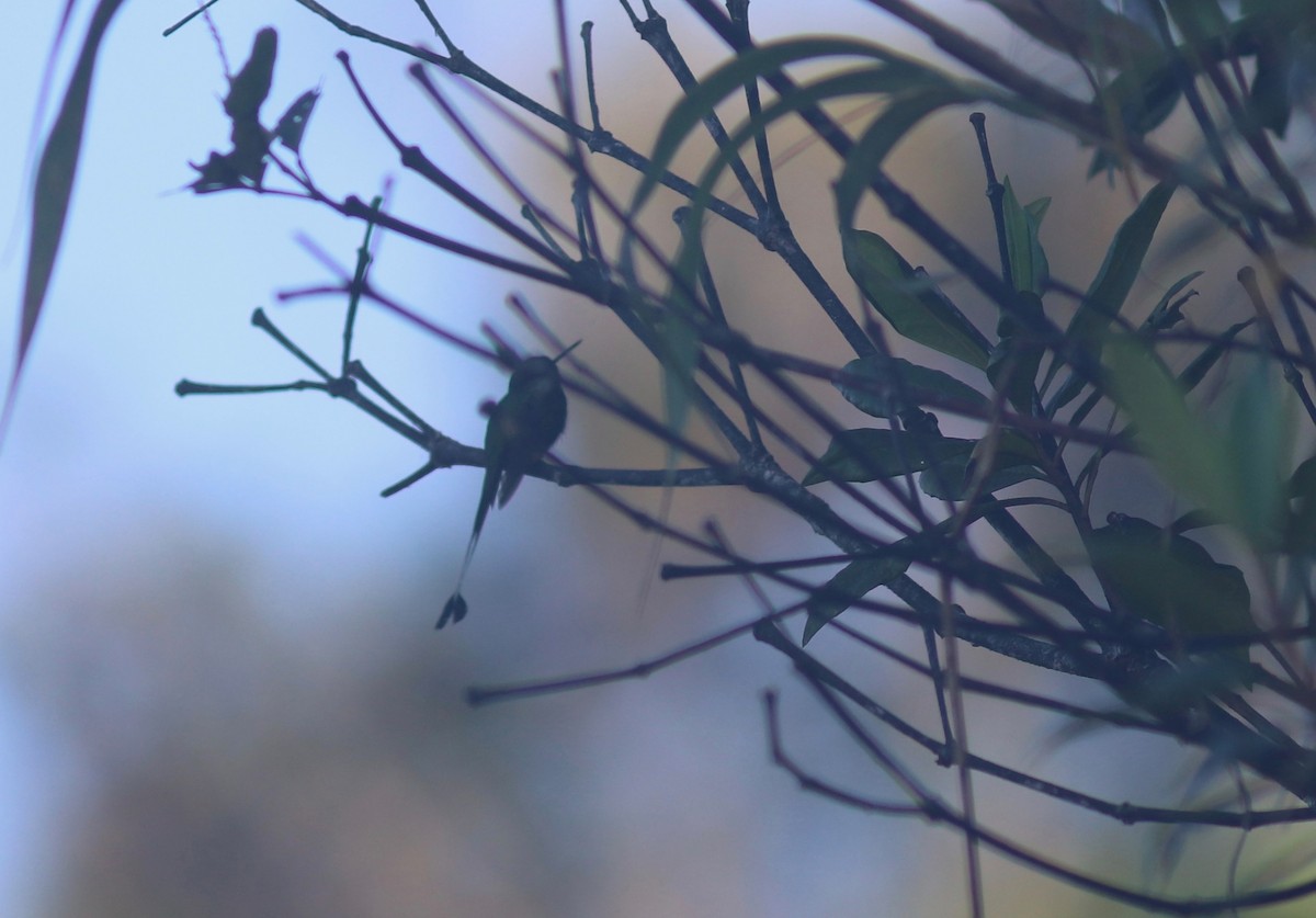 Peruvian Racket-tail - Andre Moncrieff