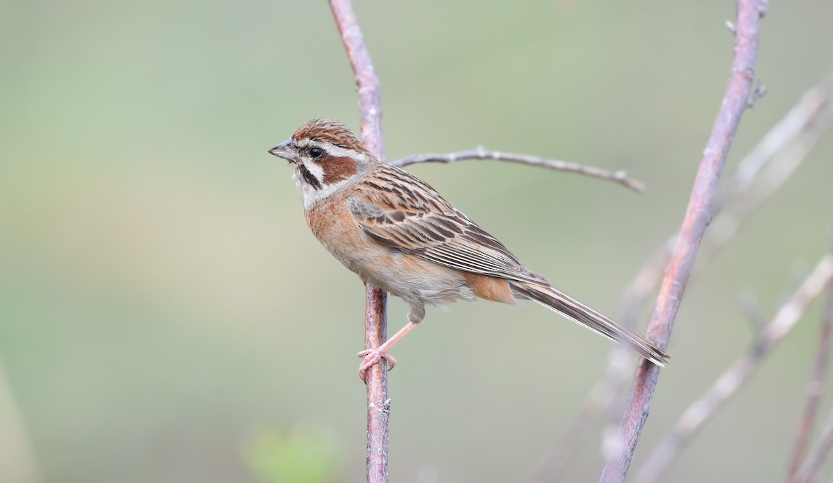 Meadow Bunting - ML171093471