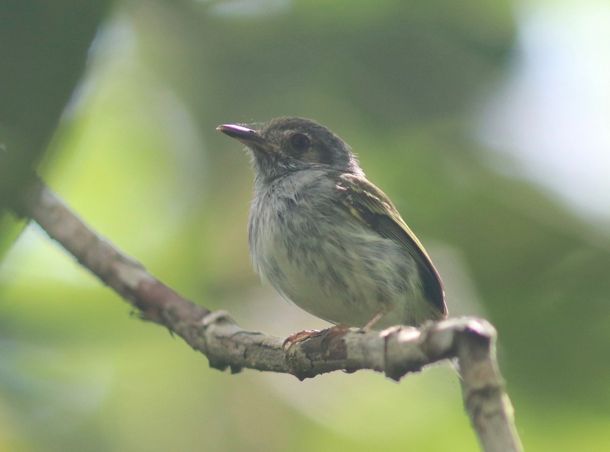 White-bellied Pygmy-Tyrant - Andre Moncrieff