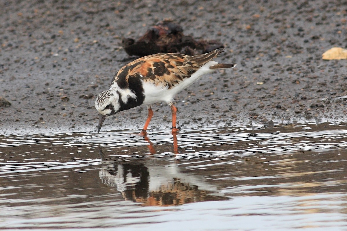 Ruddy Turnstone - ML171096591