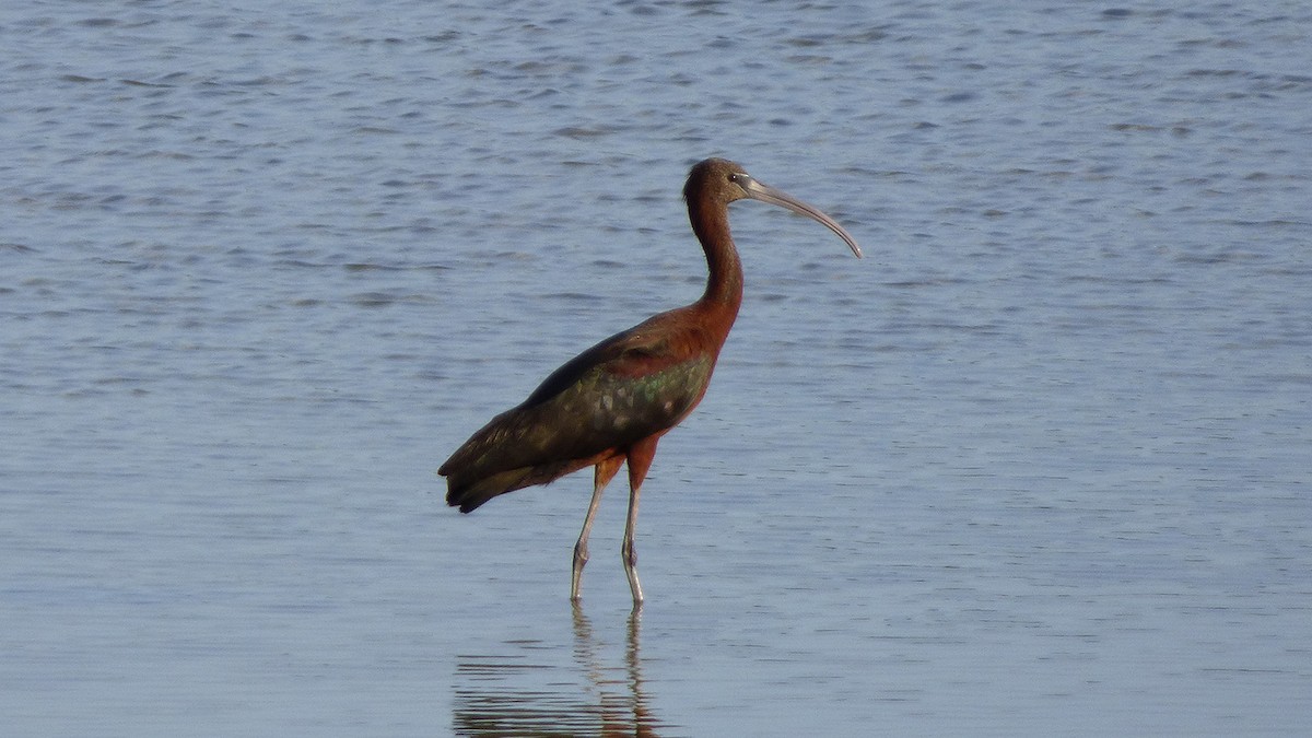 ibis hnědý - ML171097731