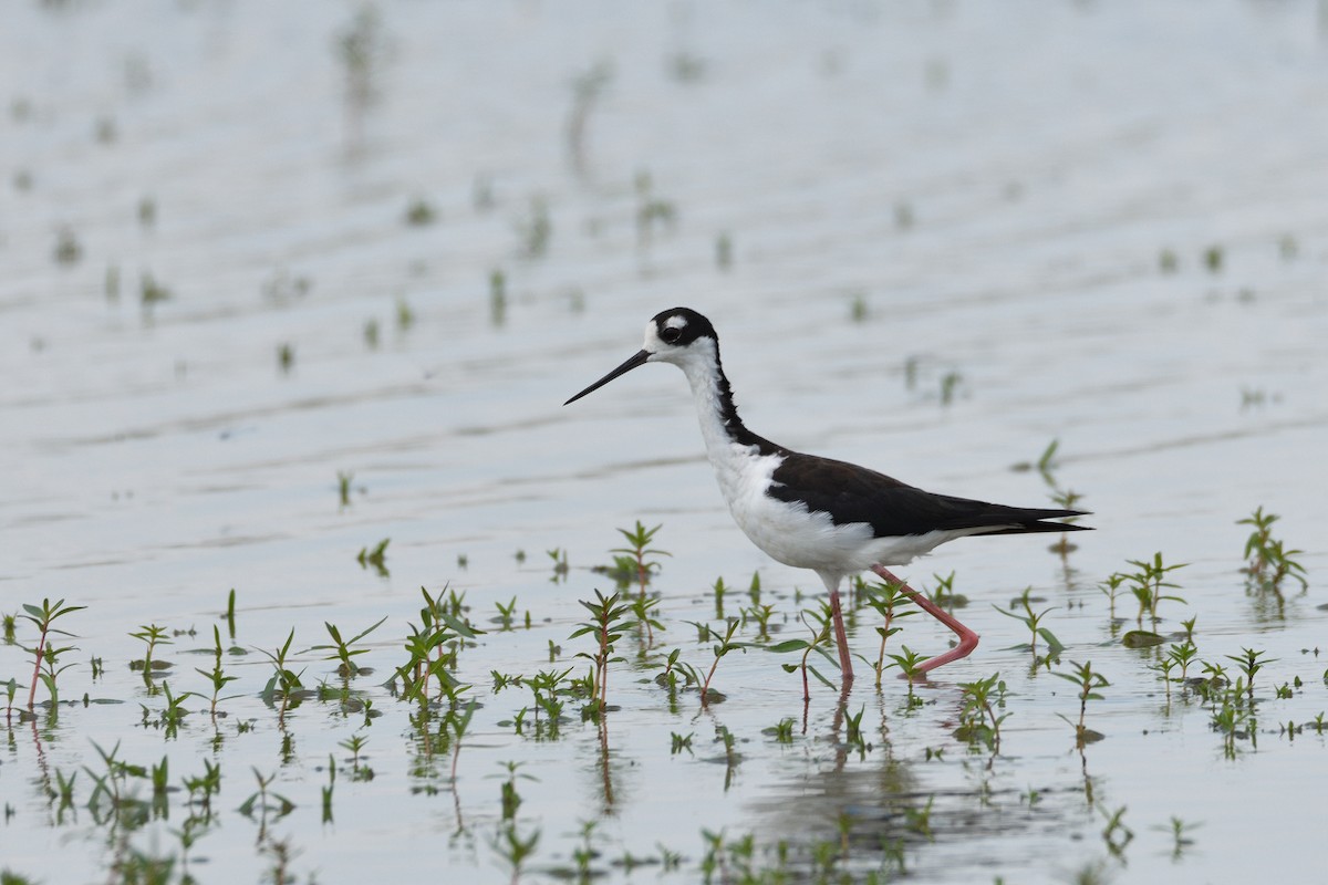 Black-necked Stilt (Black-necked) - ML171097751