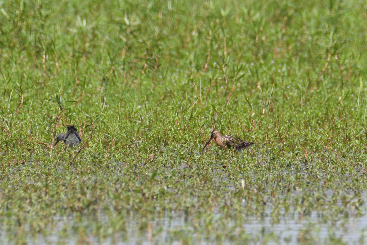 Short-billed Dowitcher - ML171097871