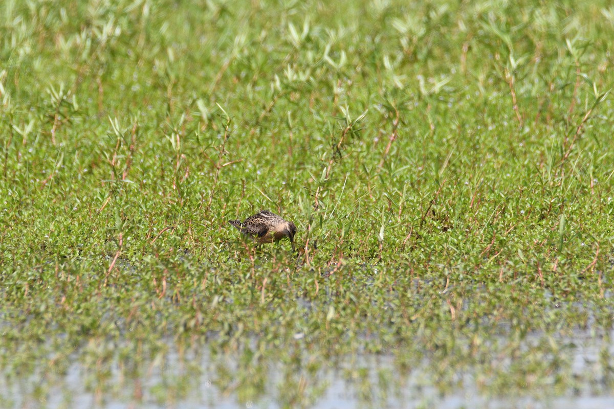 Short-billed Dowitcher - ML171097881