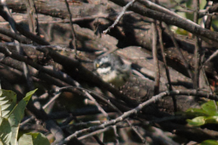 Black-throated Gray Warbler - ML171098271