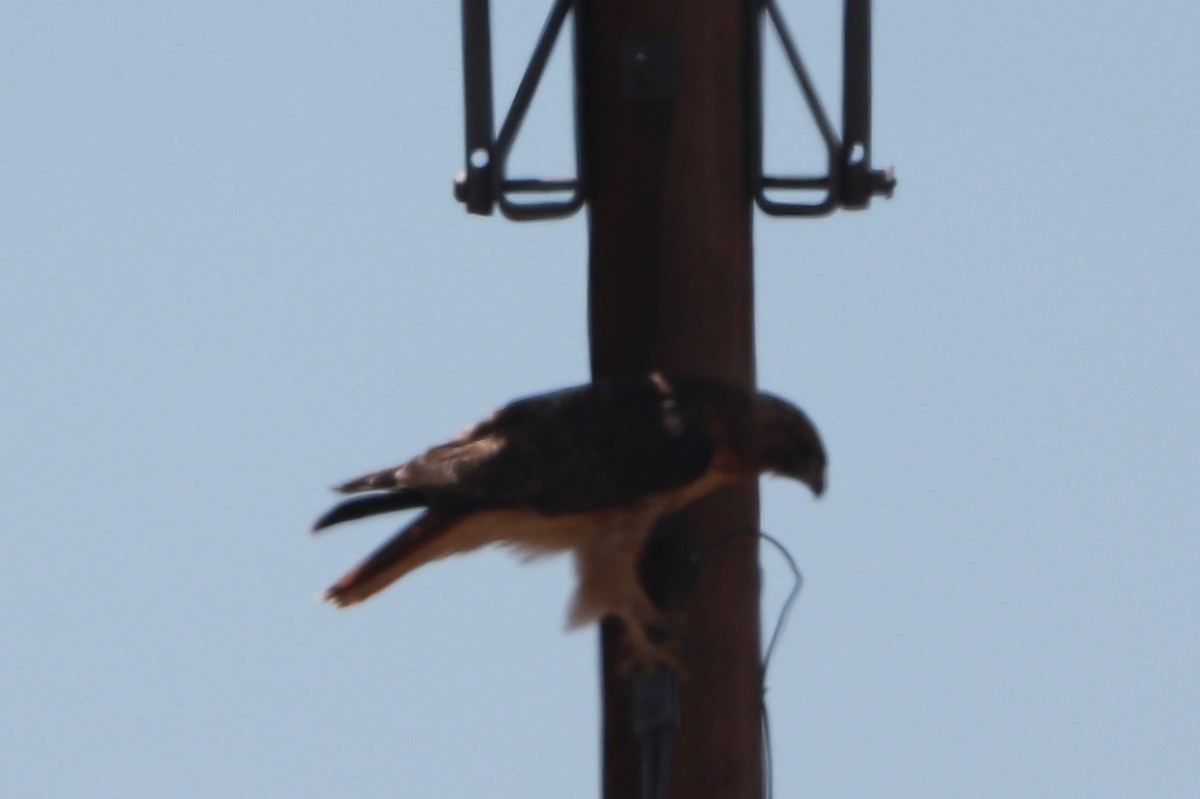 Red-tailed Hawk - ML171098311