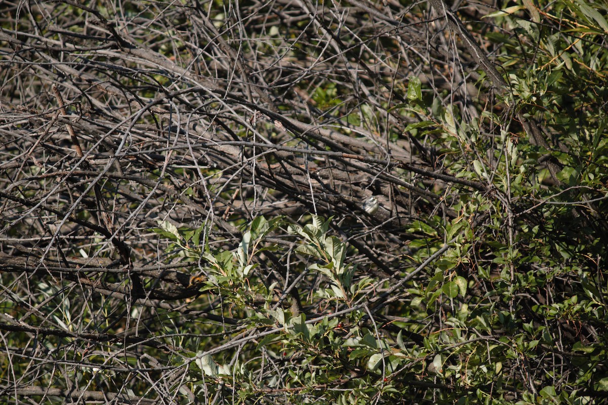 Black-throated Gray Warbler - ML171098431