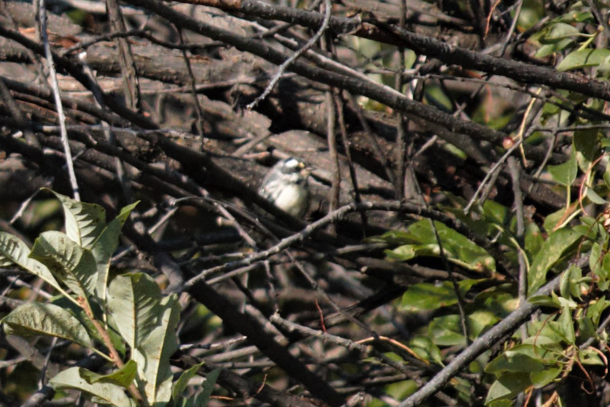 Black-throated Gray Warbler - ML171098461