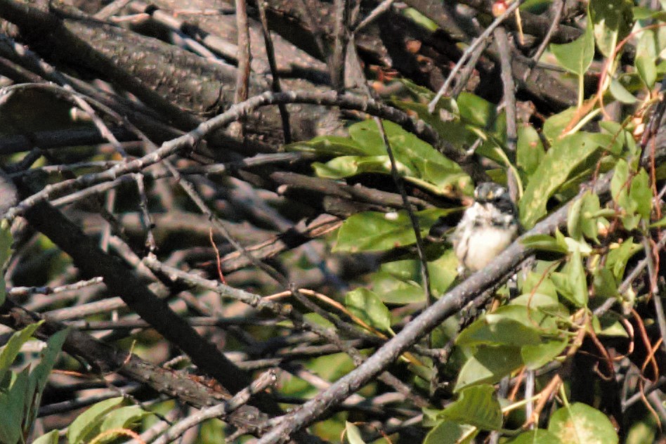 Black-throated Gray Warbler - ML171098481