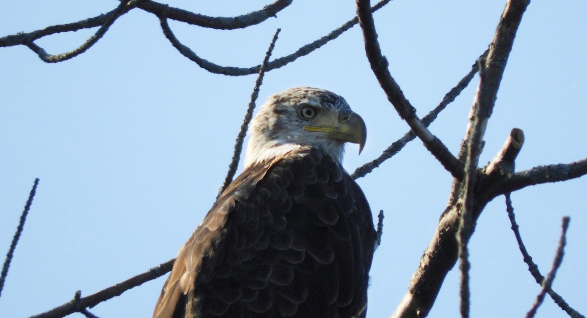 Bald Eagle - ML171098561
