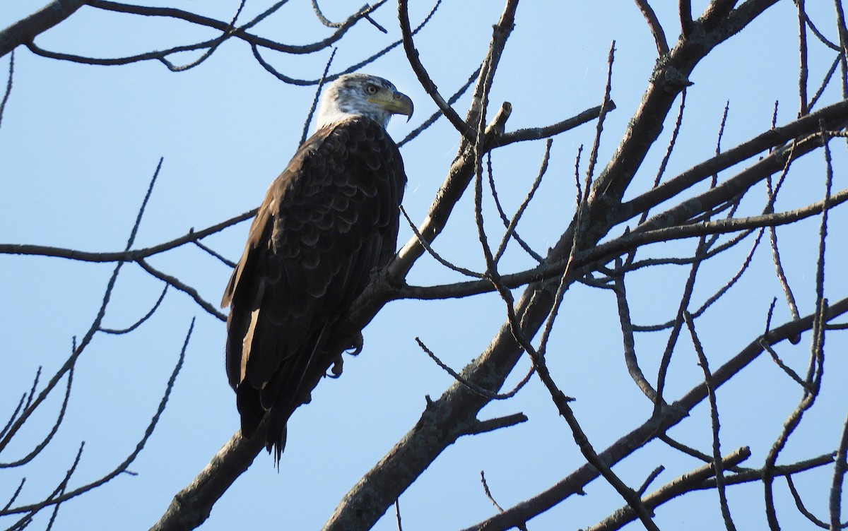 Bald Eagle - ML171098601