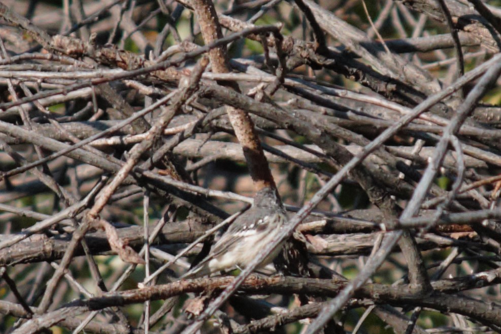 Black-throated Gray Warbler - ML171098631