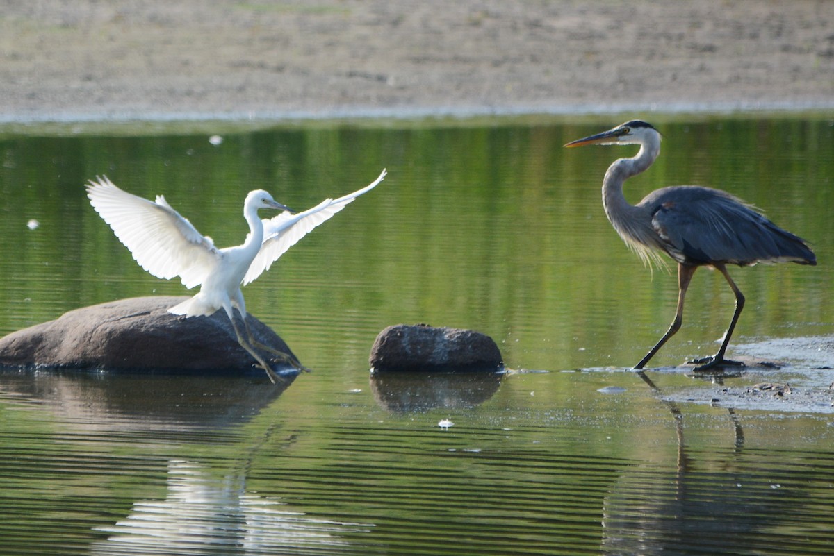 Little Blue Heron - Steve Mierzykowski