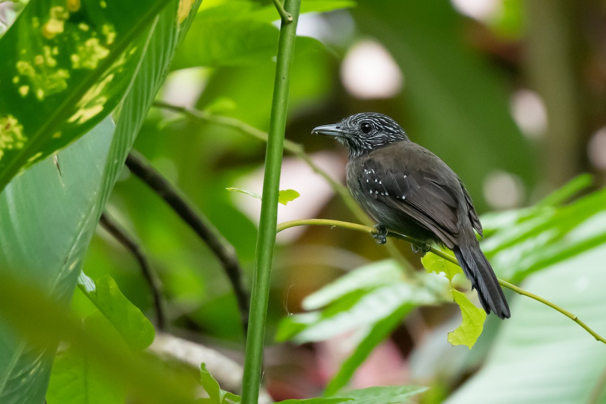 Black-hooded Antshrike - Mark Schulist