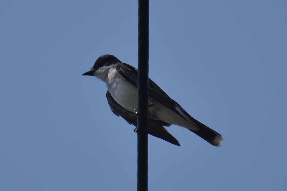 Eastern Kingbird - ML171101491