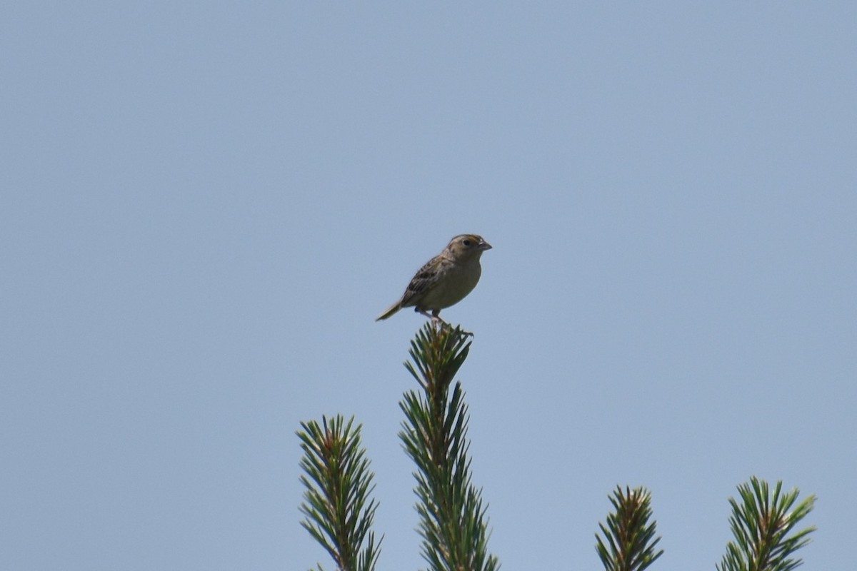 Grasshopper Sparrow - ML171101711