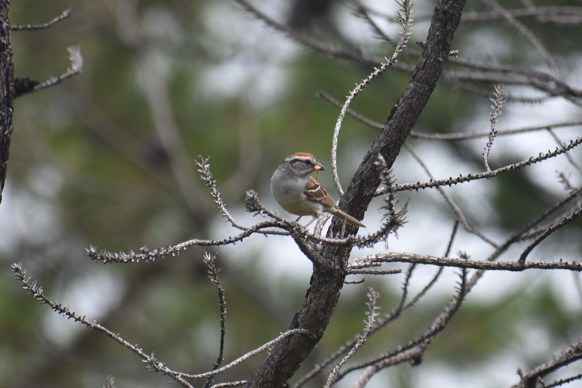 Chipping Sparrow - ML171101751