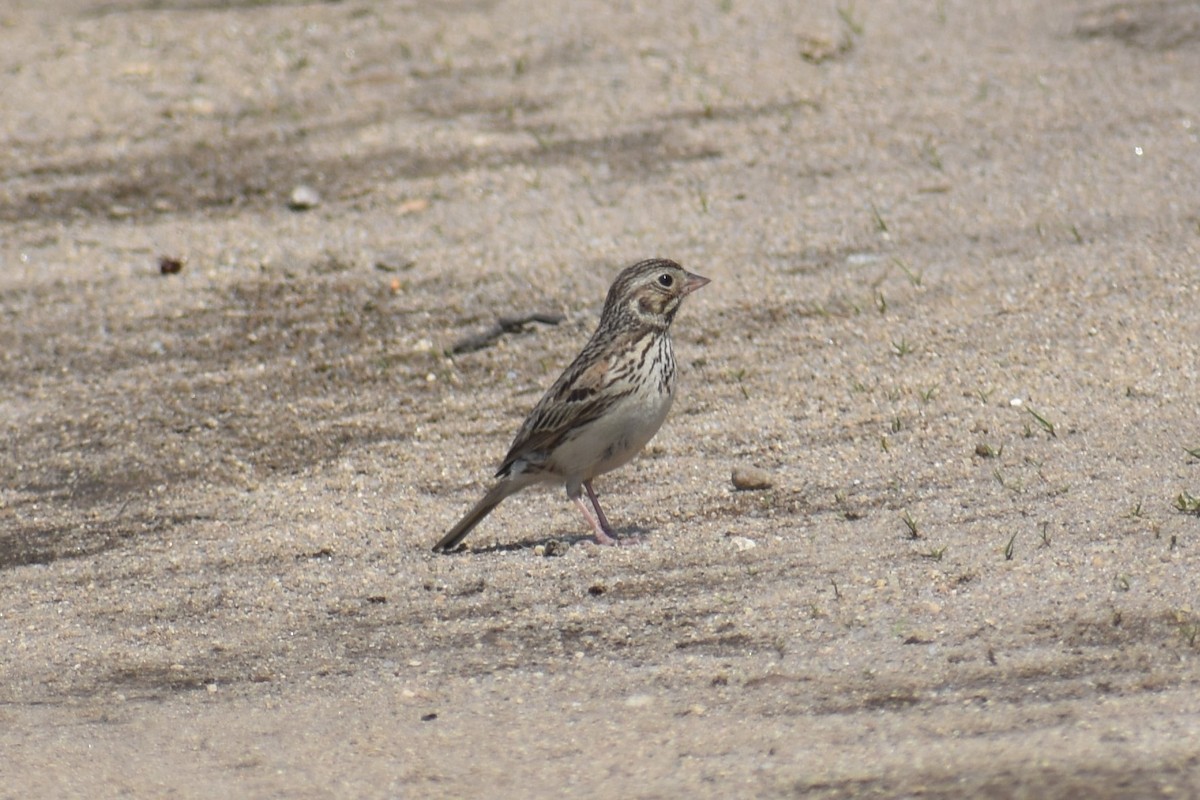 Vesper Sparrow - ML171101831