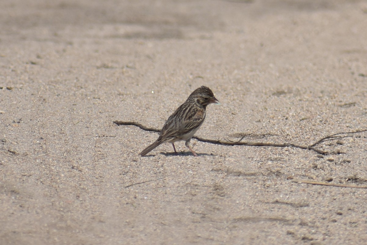 Vesper Sparrow - ML171101841