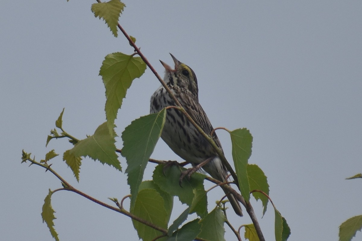 Savannah Sparrow - ML171101921