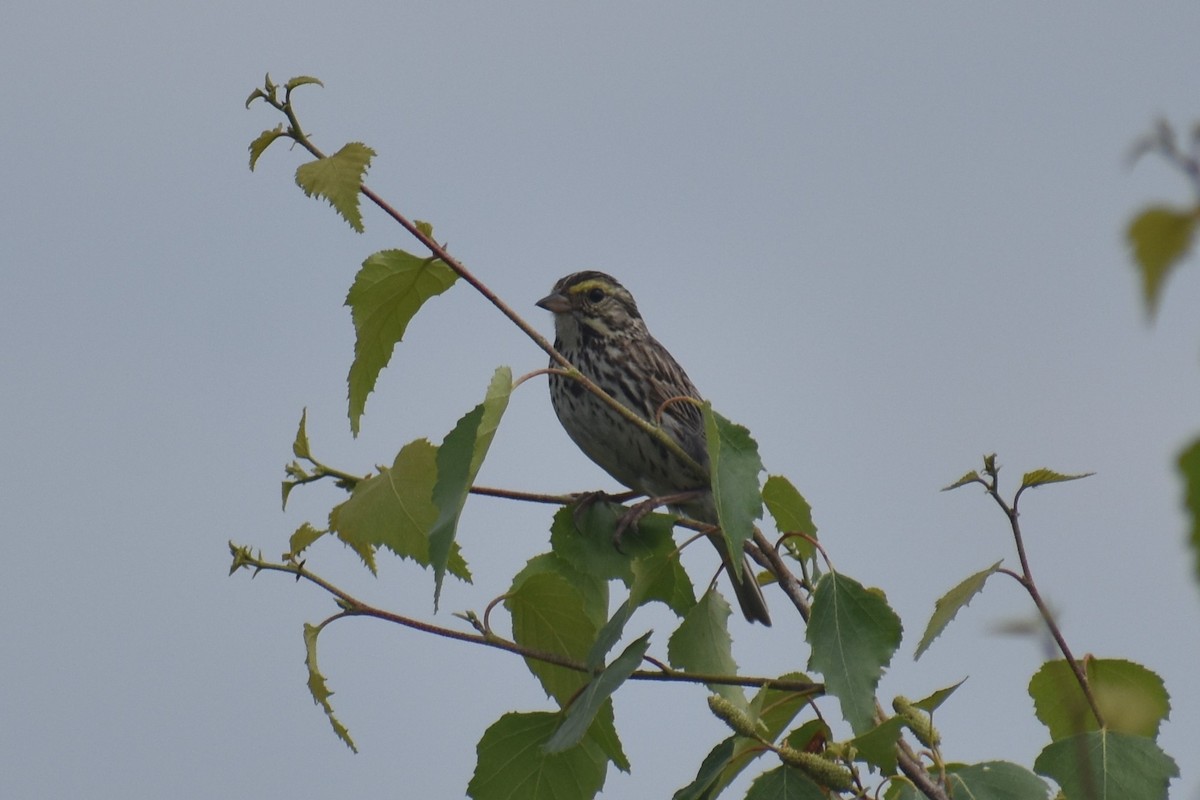 Savannah Sparrow - ML171101931