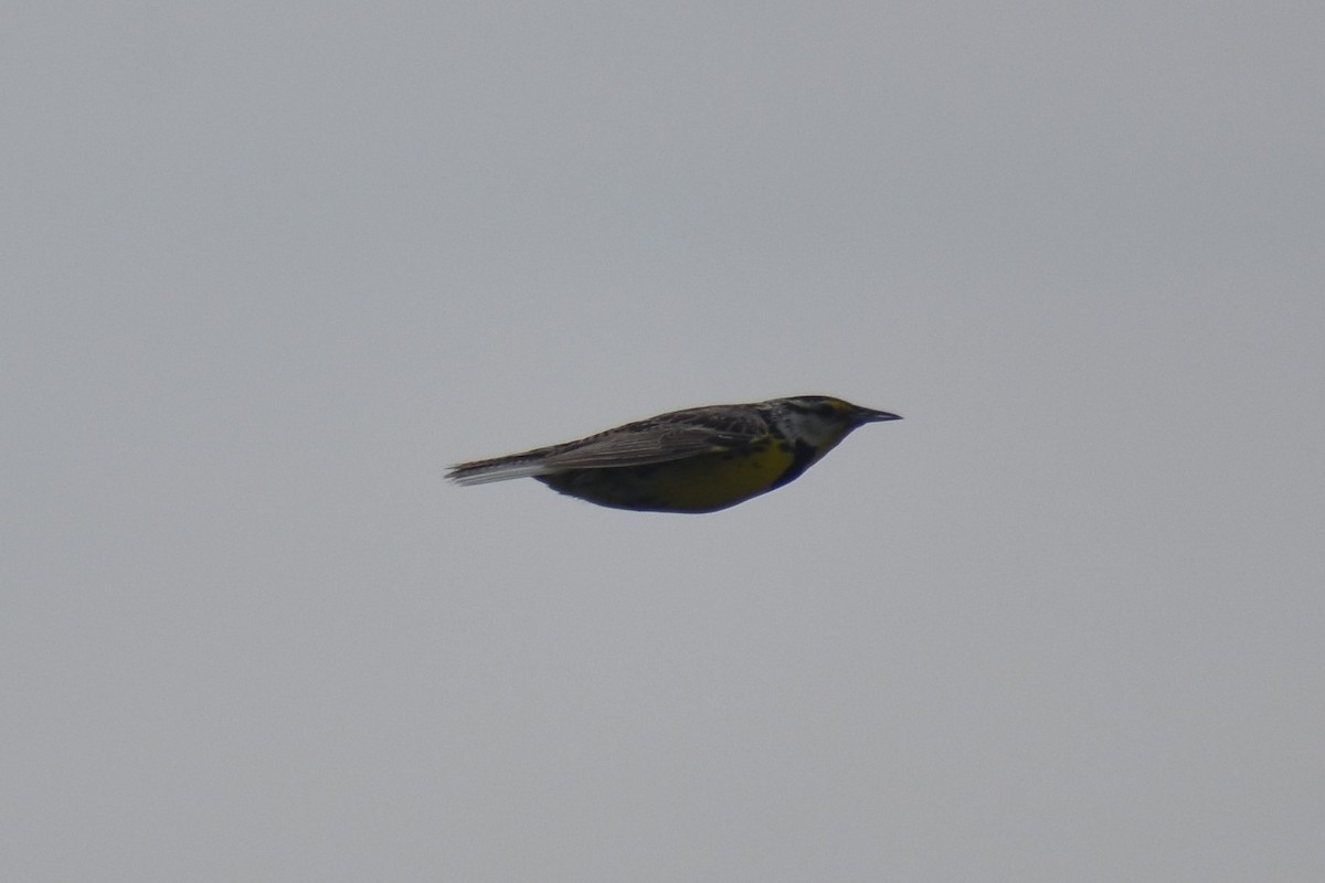 Eastern Meadowlark - ML171101961