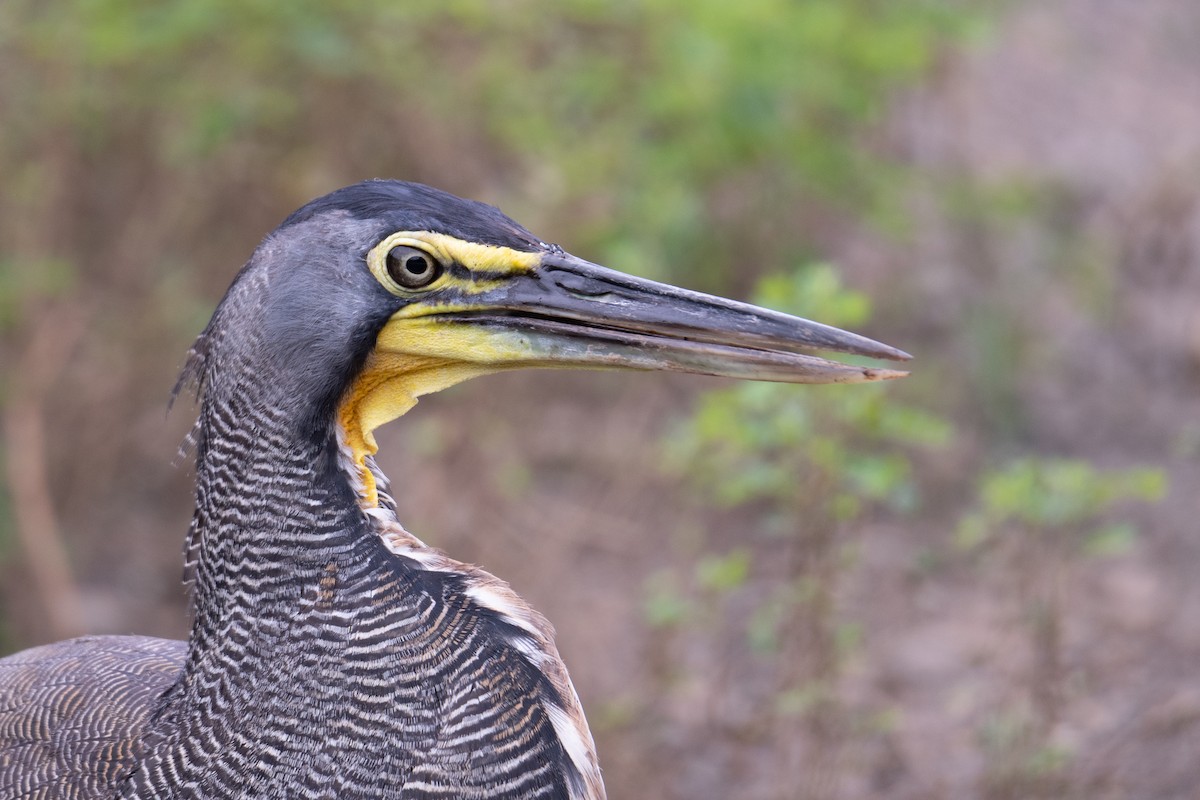 Bare-throated Tiger-Heron - ML171102011