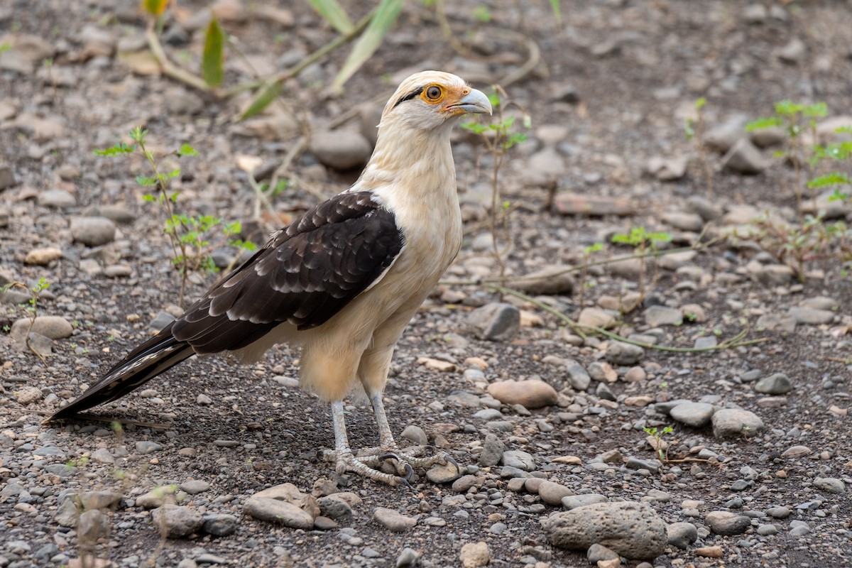 Caracara à tête jaune - ML171102031