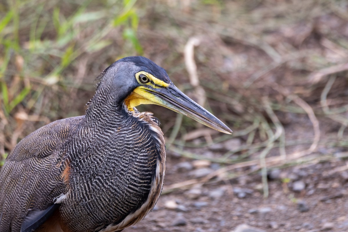 Bare-throated Tiger-Heron - ML171102041