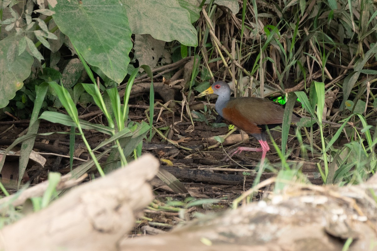 Gray-cowled Wood-Rail - ML171102051