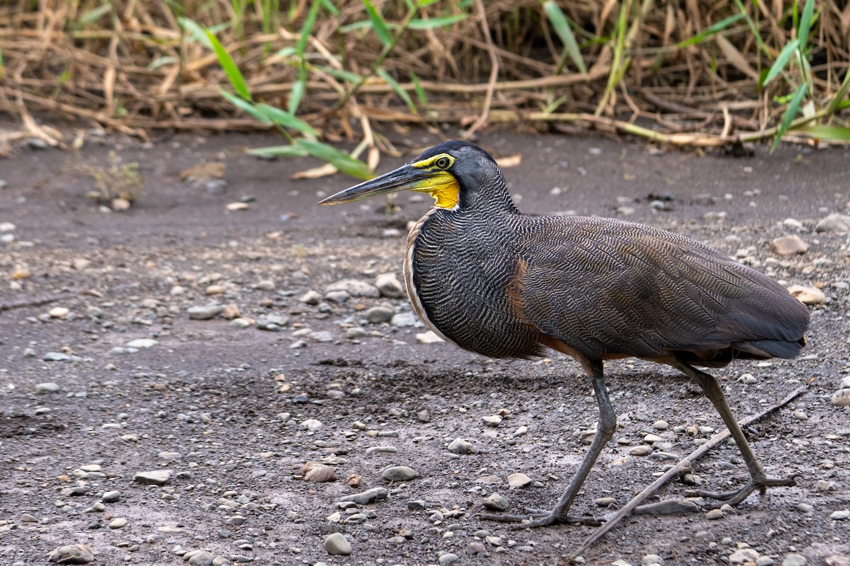 Bare-throated Tiger-Heron - ML171102061