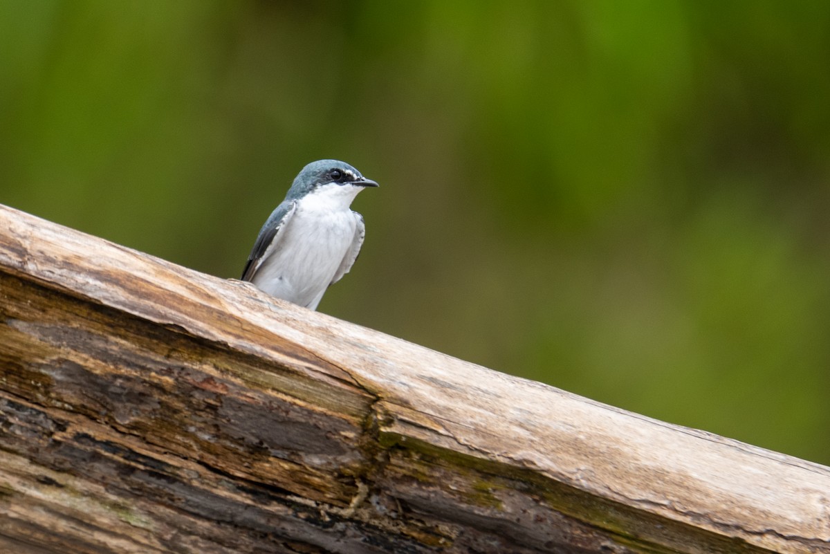 Mangrove Swallow - Mark Schulist