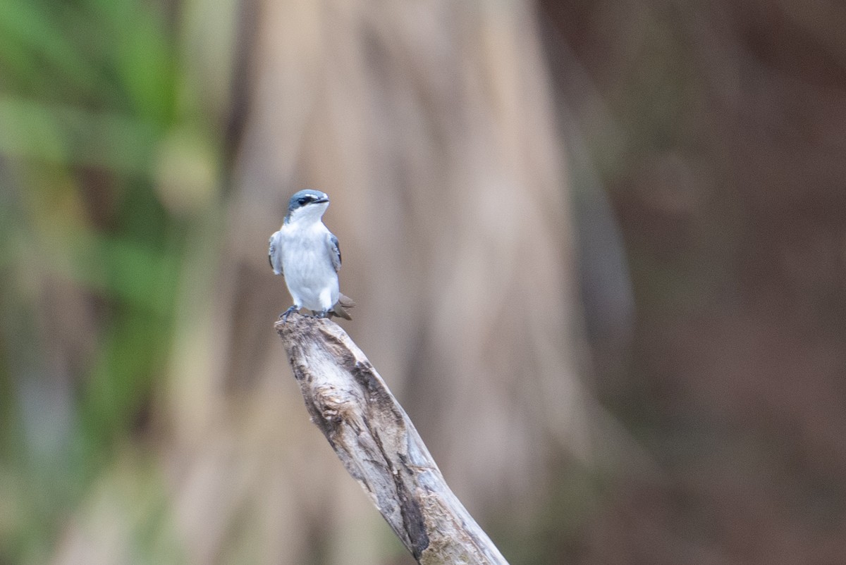 Mangrove Swallow - ML171102181