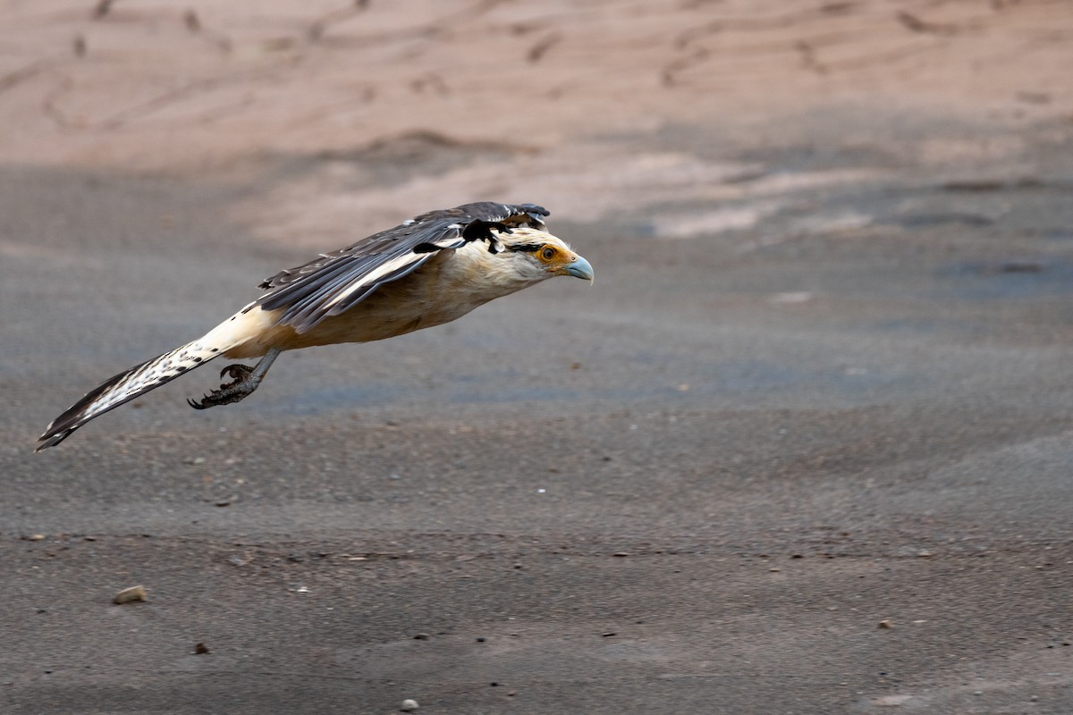 Caracara Chimachima - ML171102251